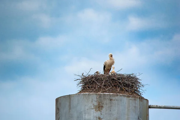 曇った灰色の空に対する巣の中のコウノトリ 写真のクローズアップ — ストック写真