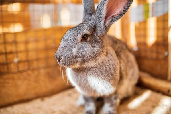 Lapin Gris Dans Une Cage Bois Gros Plan Photographié — Photo