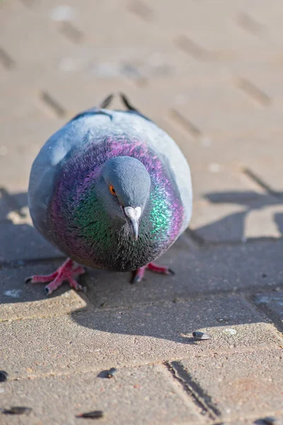 Gołębie Mieście Placu Zbliżenie Sfotografowane — Zdjęcie stockowe