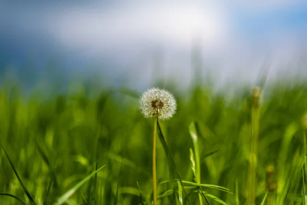 Field Dandelions Blurred Background — Stock Photo, Image