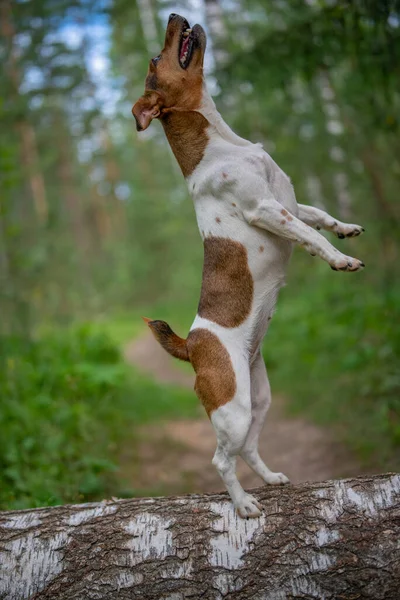 Jack Russell Terrier Steht Auf Seinen Hinterbeinen Auf Einem Liegenden — Stockfoto