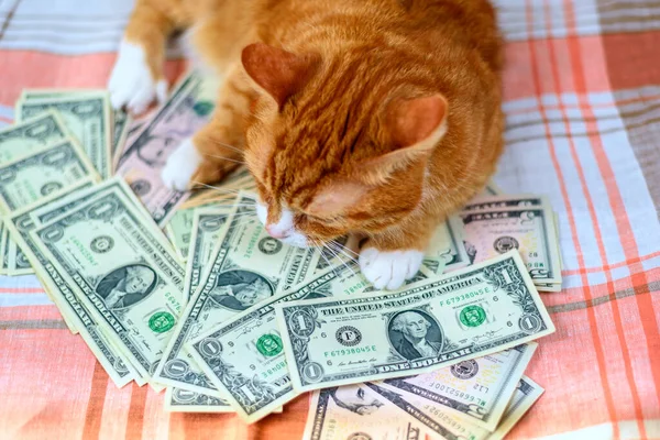 Kırmızı kedi ve bir sürü banknot.