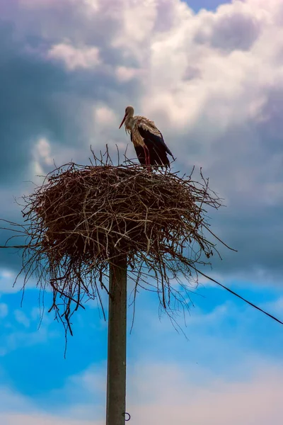 Cigüeña Nido Contra Cielo Las Nubes — Foto de Stock