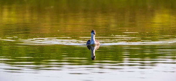 Pato Solitario Nada Verano Lago — Foto de Stock