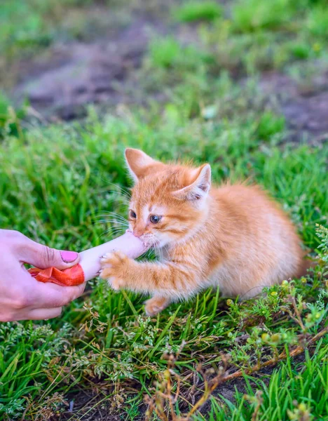 小さな赤い子猫がソーセージを食べ — ストック写真