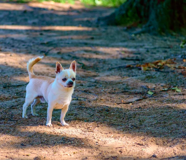 Chihuahua Joga Quintal — Fotografia de Stock