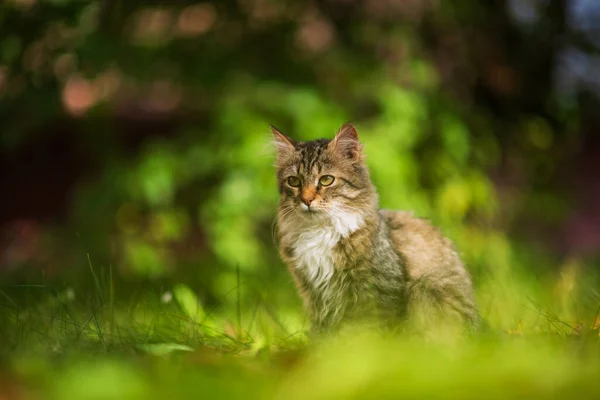 Güzel Gri Kedi Yavrusu Yeşil Çimlerde Oturuyor — Stok fotoğraf