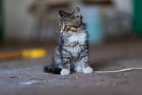 Portrait Petit Chaton Gros Plan Avec Fond Fortement Flou — Photo