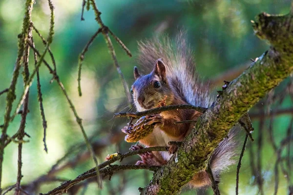 Écureuil Sur Arbre Mange Gros Plan Photographié — Photo