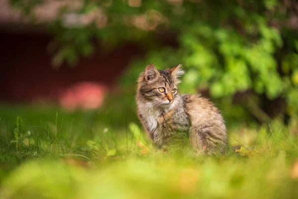 Mooi Grijs Kitten Zit Het Groene Gras — Stockfoto