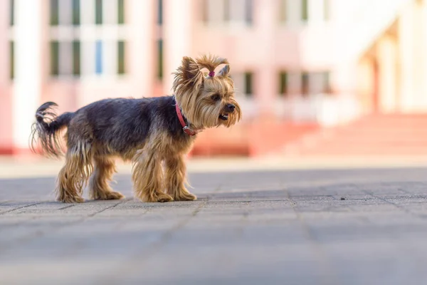 Ritratto Del Yorkshire Terrier Una Giornata Sole — Foto Stock