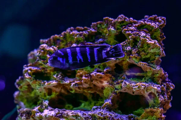 Mooie Vissen Het Aquarium — Stockfoto