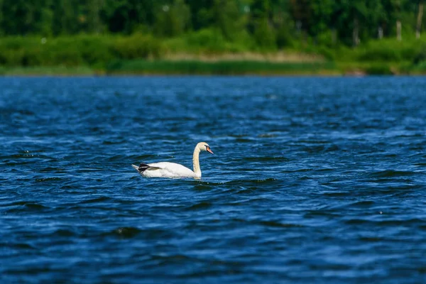 Одинокий Лебедь Купающийся Озере — стоковое фото