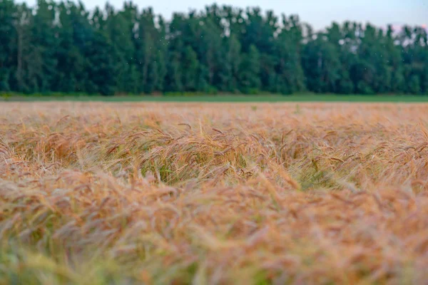 Поле Спелых Колосьев Пшеницы Крупный План Сфотографирован — стоковое фото