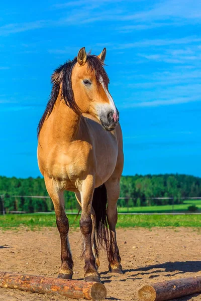 空に対する馬の肖像画 — ストック写真