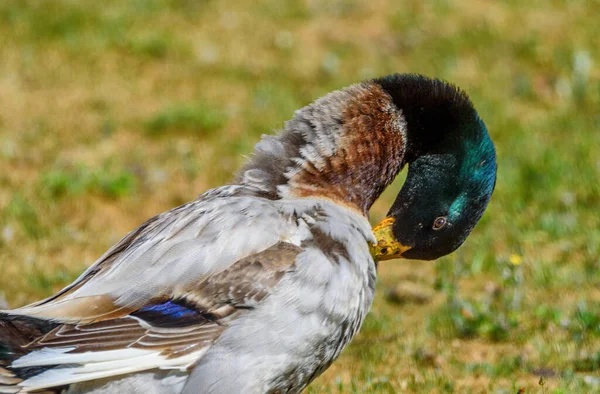 Beautiful duck cleans feathers