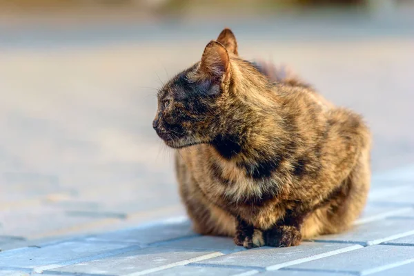 Chat Errant Noir Rouge Sur Trottoir — Photo