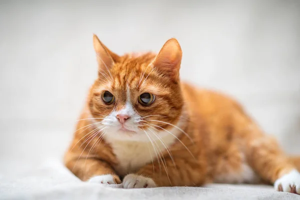 Chat Rouge Dans Studio Sur Fond Clair — Photo