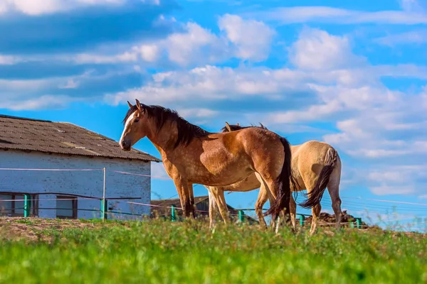 農場の牧草地にいる馬は — ストック写真