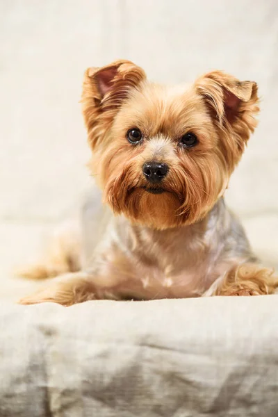 Retrato Estudio Terrier Yorkshire — Foto de Stock