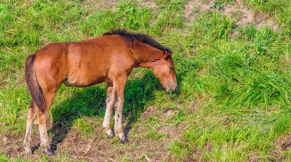 Cavalli Sul Campo Estate Una Giornata Sole — Foto Stock