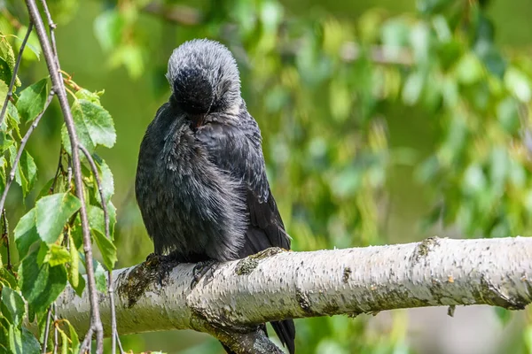 Corbeau Nettoie Les Plumes Est Assis Sur Une Branche — Photo