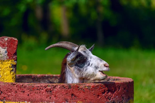 Uma Cabra Pastora Prado Verde Verão — Fotografia de Stock