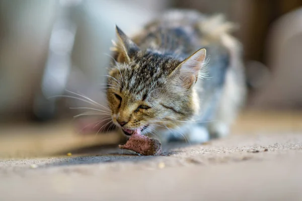 Homeless Gray Cat Eats Sausage — Stock Photo, Image