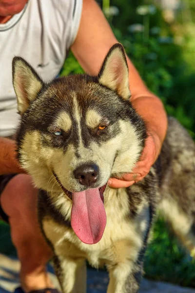 Portret Van Een Siberische Husky Met Een Man — Stockfoto