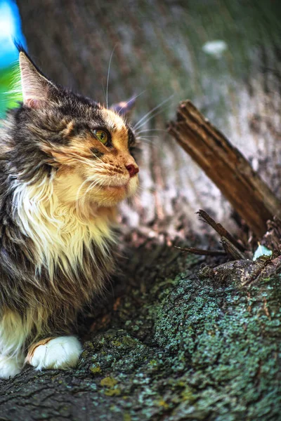 Gatto Domestico Del Maine Coon Siede Albero Parco Estivo — Foto Stock