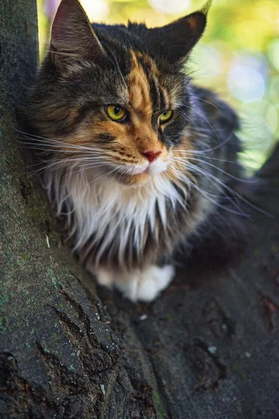 Μια Σπιτική Γάτα Μέιν Ρουν Κάθεται Ένα Δέντρο Ένα Καλοκαιρινό — Φωτογραφία Αρχείου