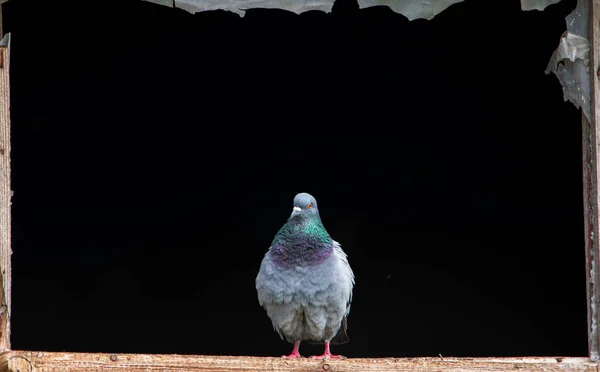 Siyah Bir Arkaplanda Penceredeki Güvercin Portresi — Stok fotoğraf