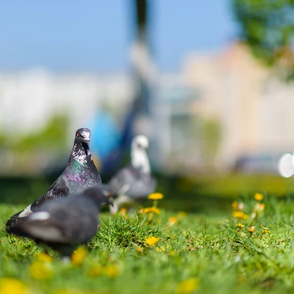 Beautiful Pigeons Grass Summer Park — Stock Photo, Image