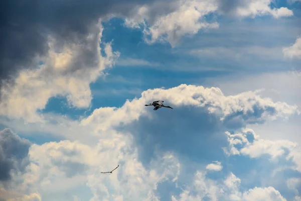 Cigüeña Vuela Cielo — Foto de Stock