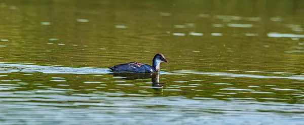 Lone Duck Swims Summer Lake — Stock Photo, Image