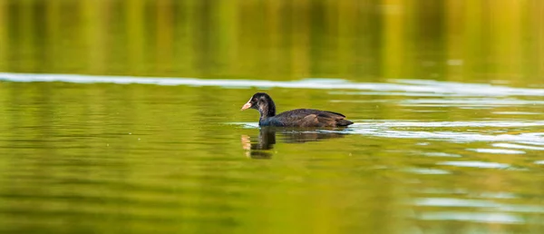 Lone Duck Swims Summer Lake — Stock Photo, Image