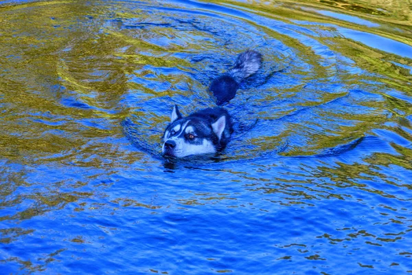 Husky Drijft Water — Stockfoto