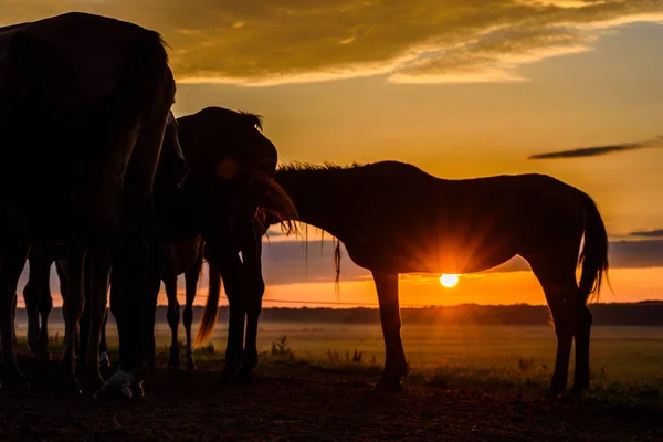 Cavalos Campo Pastam Amanhecer — Fotografia de Stock