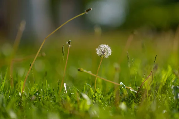 Pissenlit Dans Herbe Avec Fond Flou — Photo