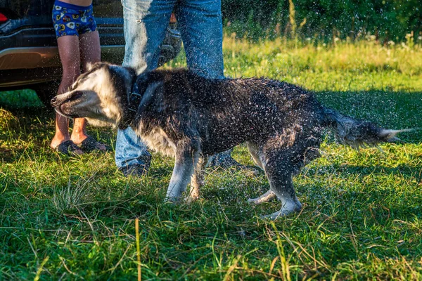 Sibiřský Husky Setřásl Kapky Vody — Stock fotografie