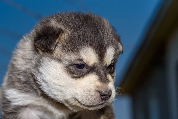 Portrait Husky Puppy Close — Stock Photo, Image
