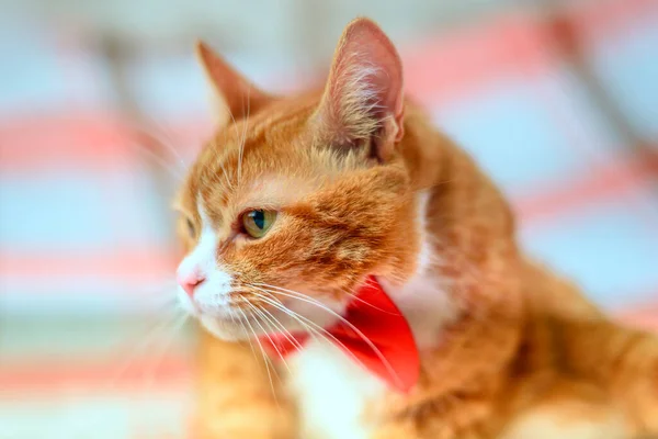 Porträt Einer Roten Katze Mit Einem Roten Schmetterling — Stockfoto