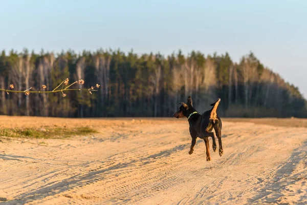 Alemán Pincher Frolics Campo — Foto de Stock