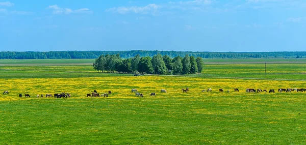 Eine Herde Pferde Auf Dem Löwenzahnfeld — Stockfoto