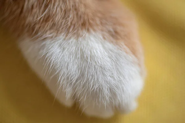 The paw of a ginger cat. Close-up photographed.