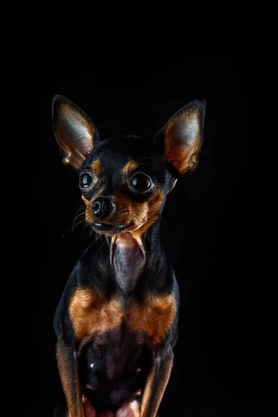 Портрет Маленькой Собаки Большими Ушами — стоковое фото