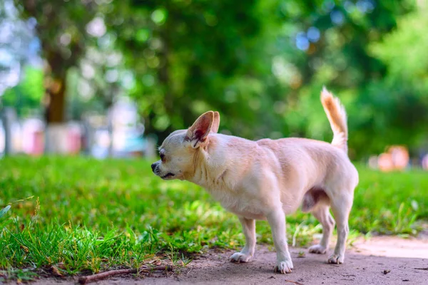 Chihuahua Joga Quintal — Fotografia de Stock