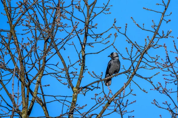 空に向かって木に座っているカラスの肖像画 — ストック写真