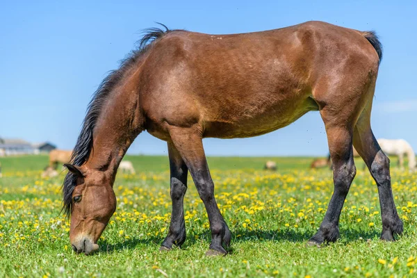 Lone Horse Grazes Field Dandelions Sky — Stock Photo, Image