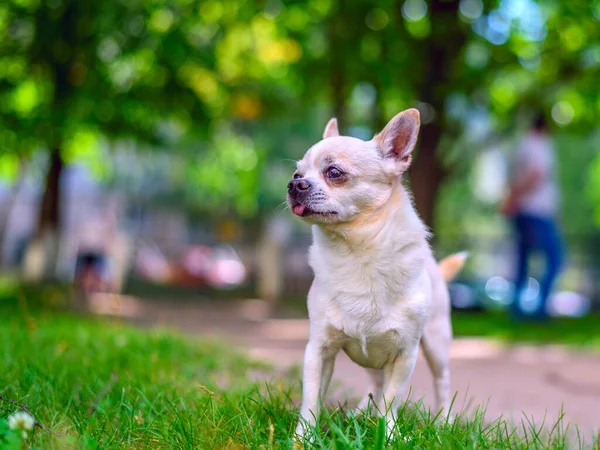 Chihuahua Speelt Tuin — Stockfoto